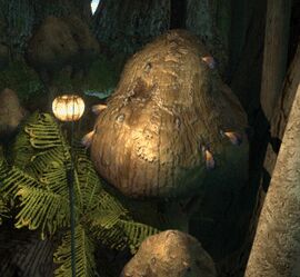 Rivenese brown mushroom.jpg