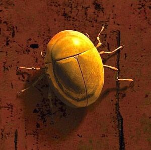 Rivenese Scarab.jpg